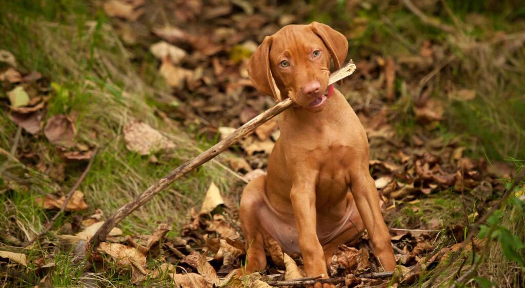 Vizsla