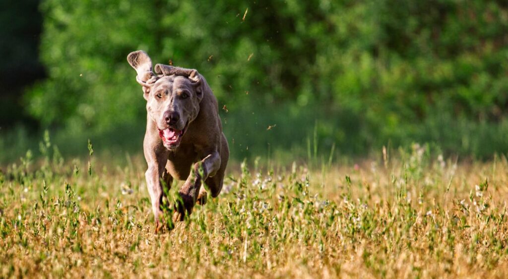 Weimaraner