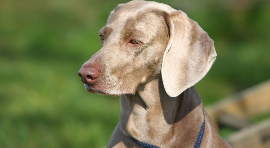 Weimaraner