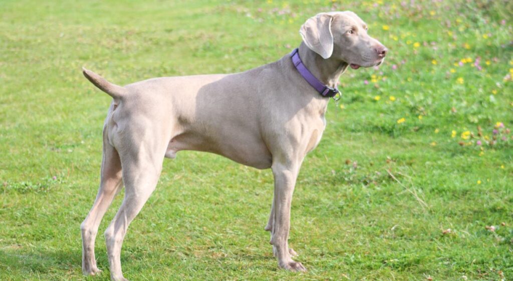 Weimaraner