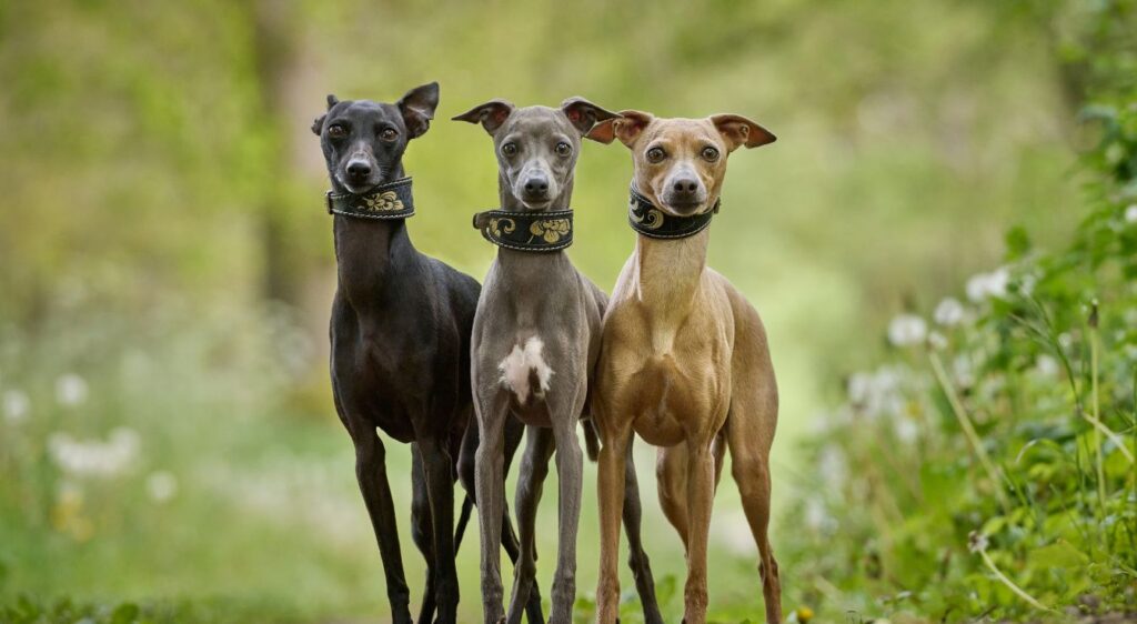Whippet