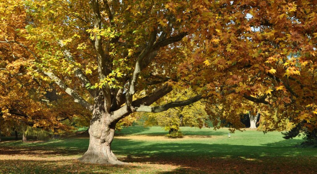 arbres à grandes feuilles