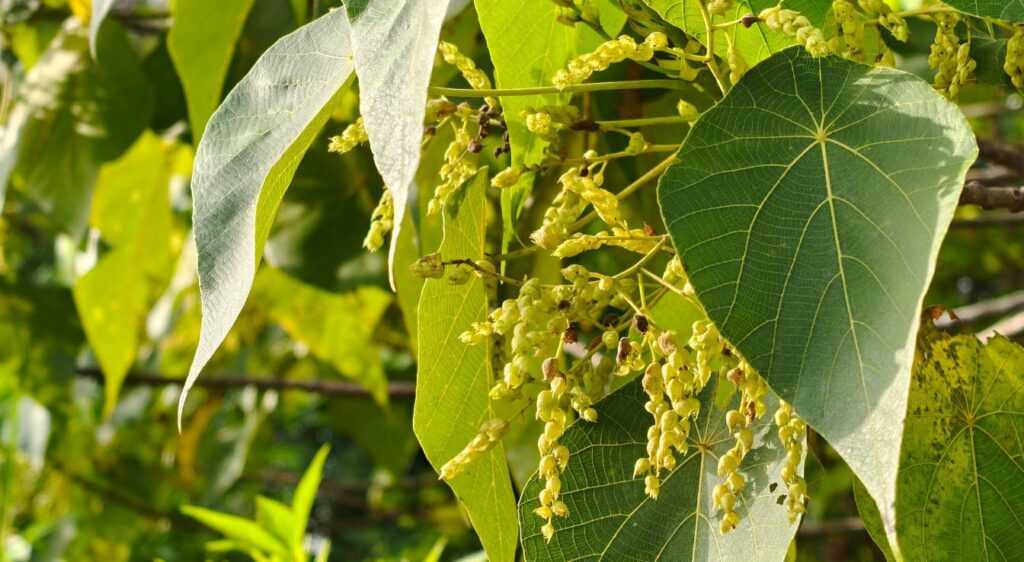 arbres à grandes feuilles