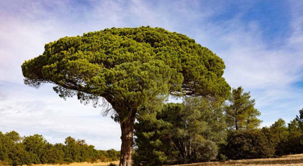 arbre résineux liste