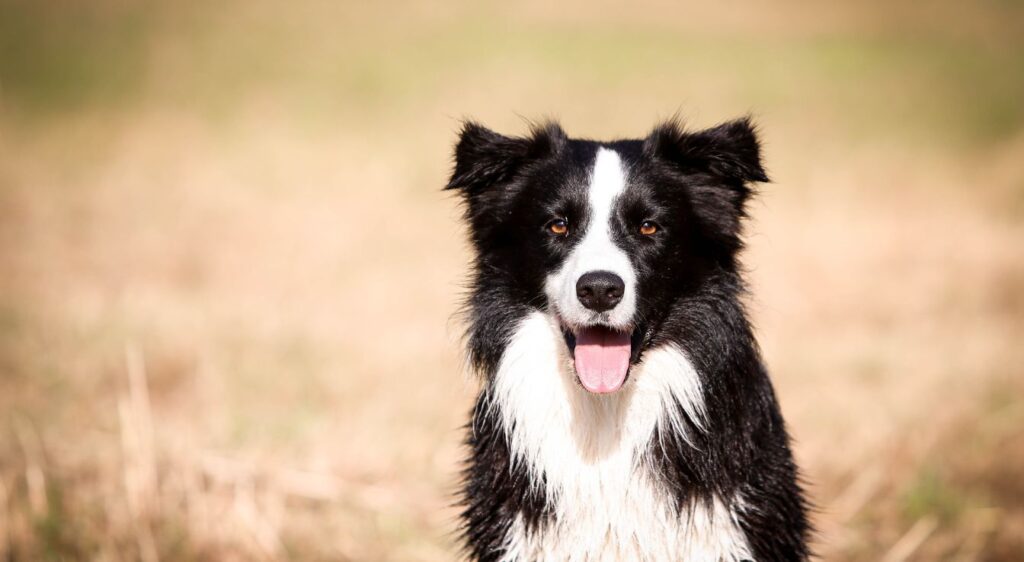 border collie nain