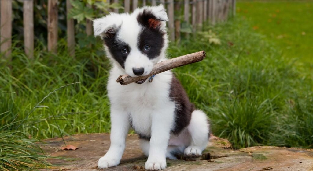 border collie nain