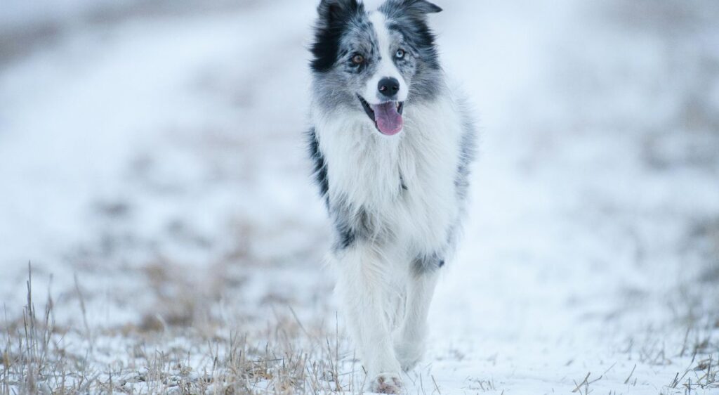 border collie nain