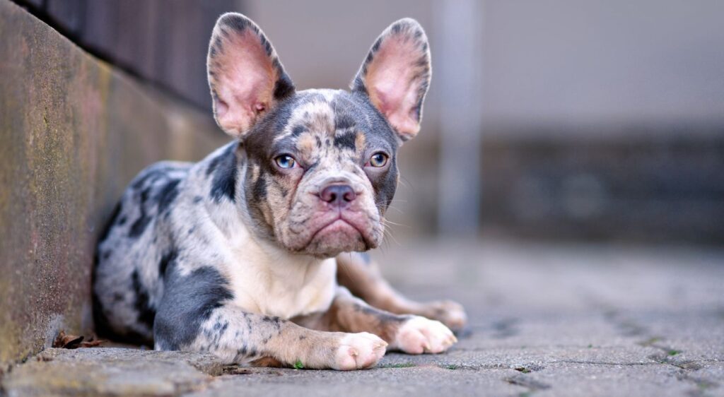 bouledogue français merle