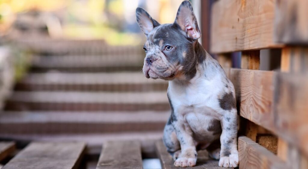 bouledogue français merle