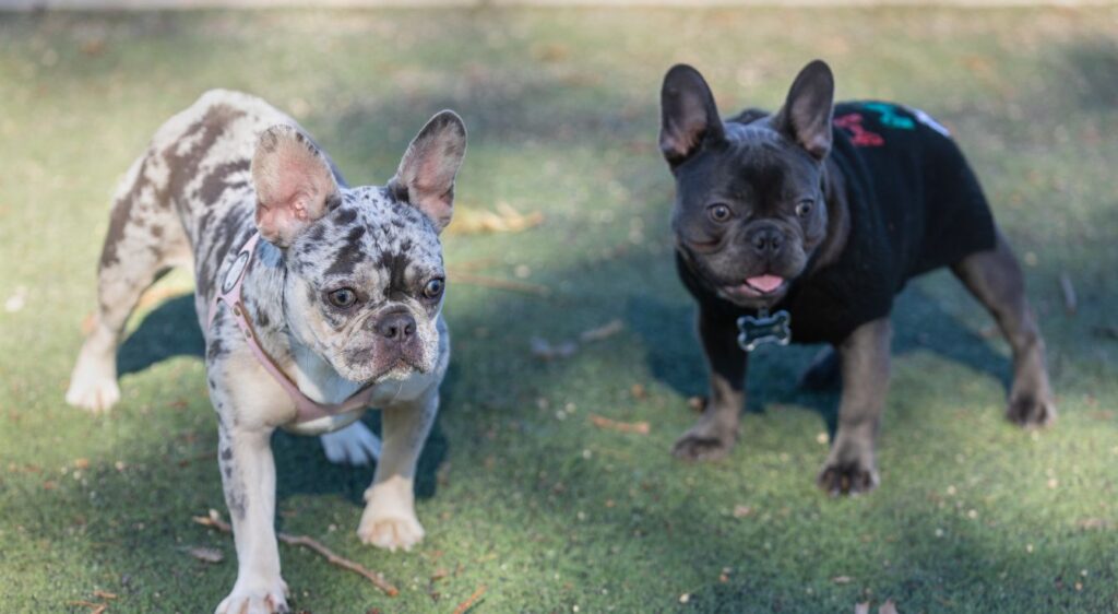 bouledogue français merle