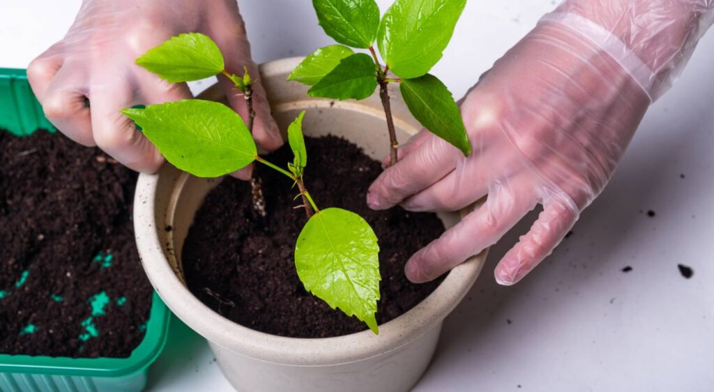 bouture d'hibiscus