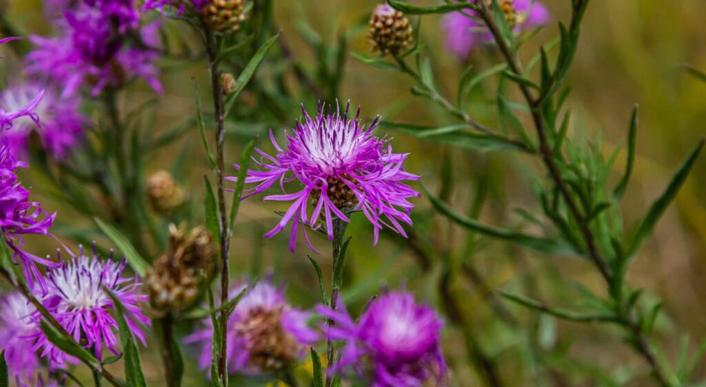 centaurea jacea