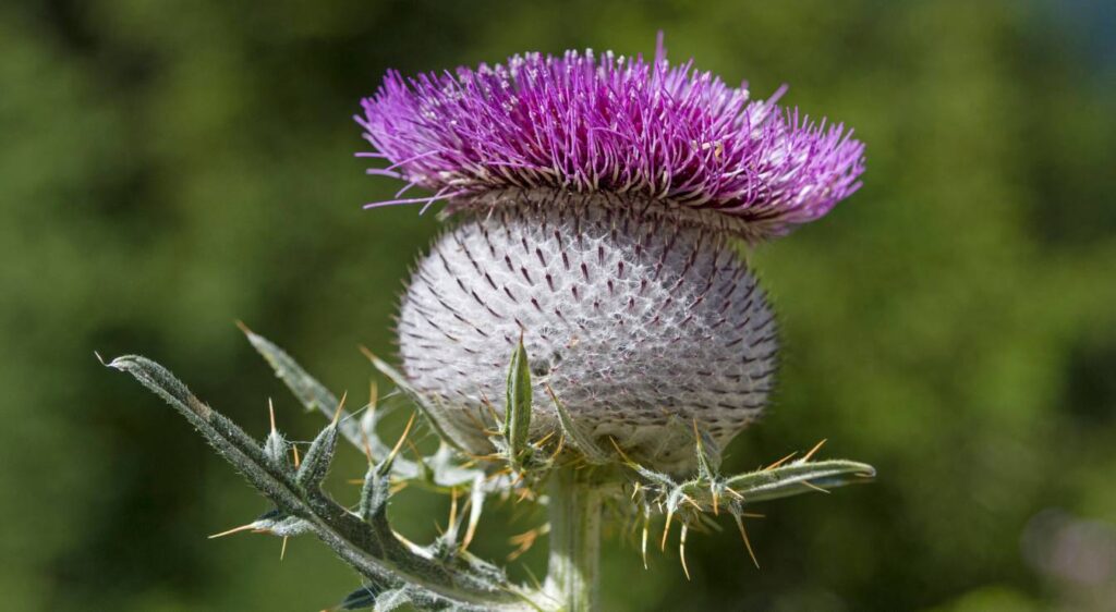chardon fleur