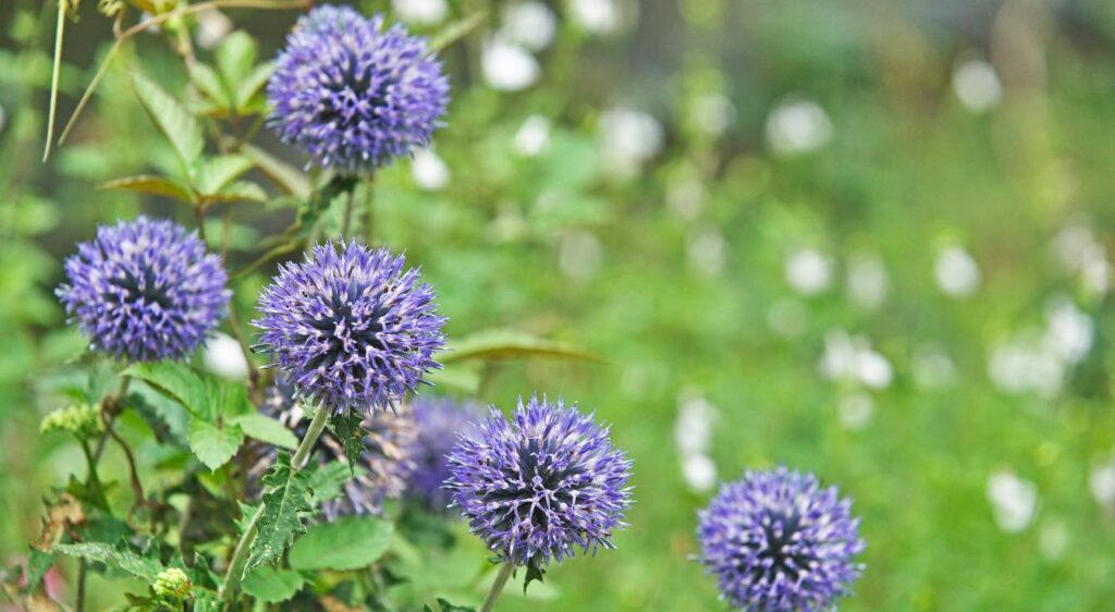 Echinops ritro