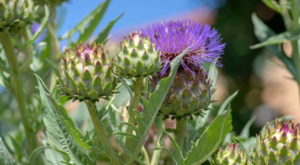 Cynara cardunculus cardon