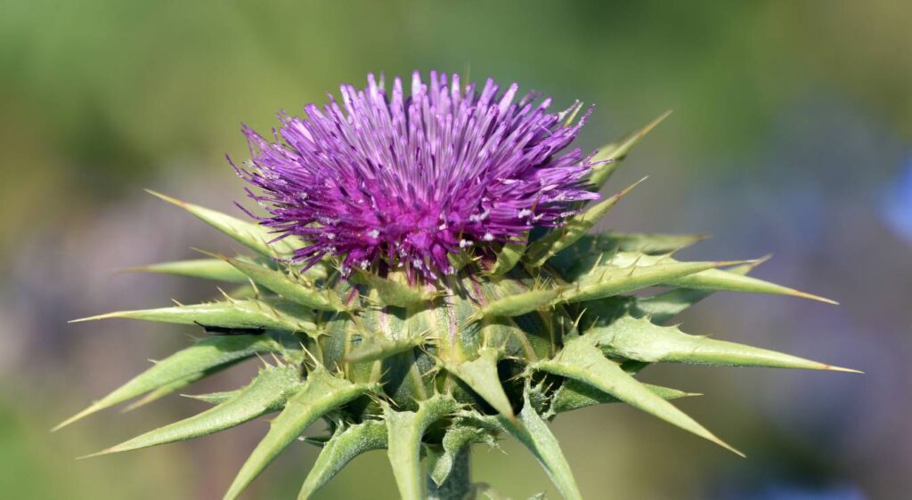 chardon-marie fleur