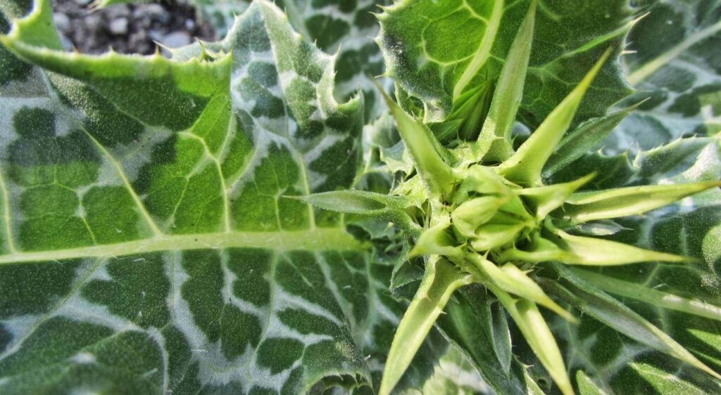 plante chardon marie