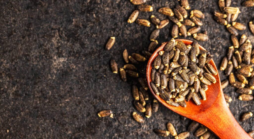 chardon marie graine