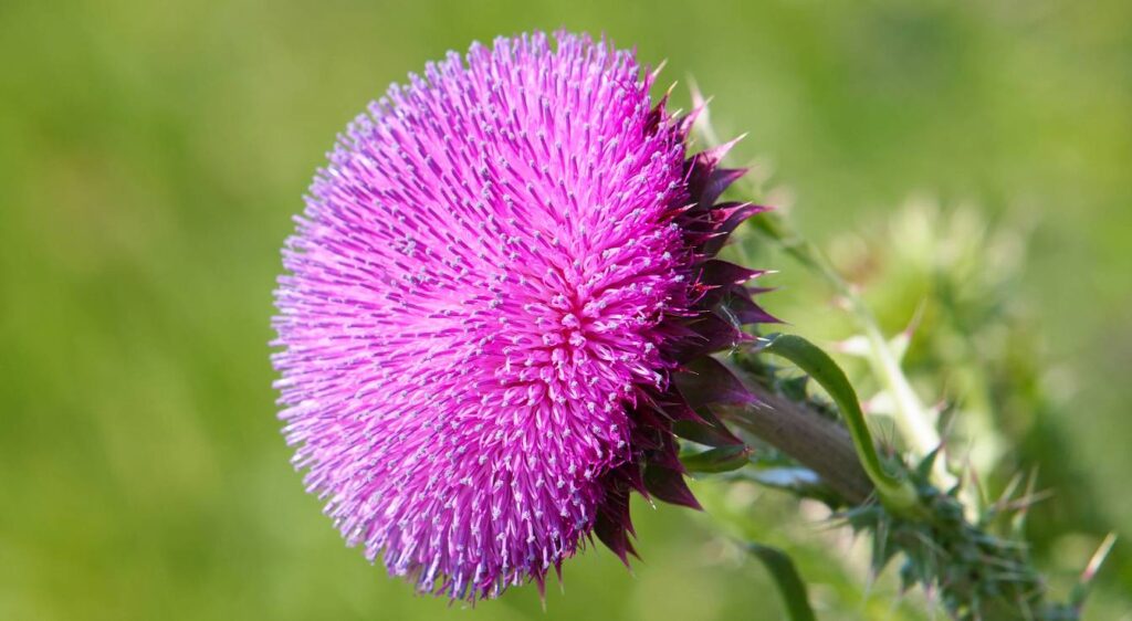 chardon sauvage