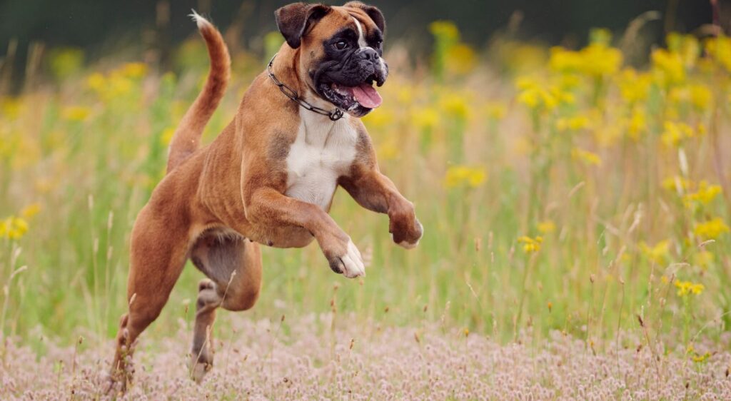 chien Boxer