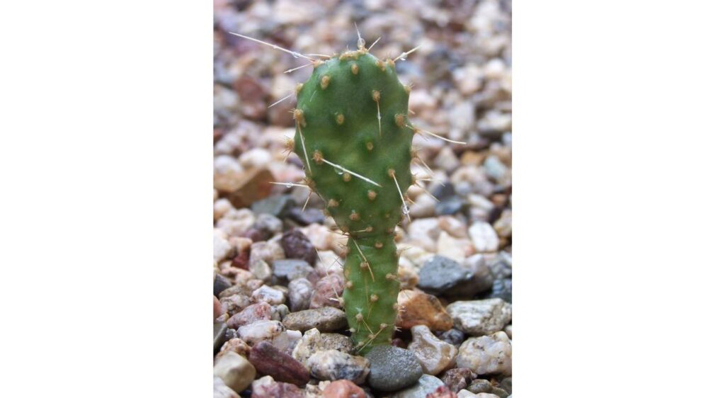 comment bouturer un cactus raquette