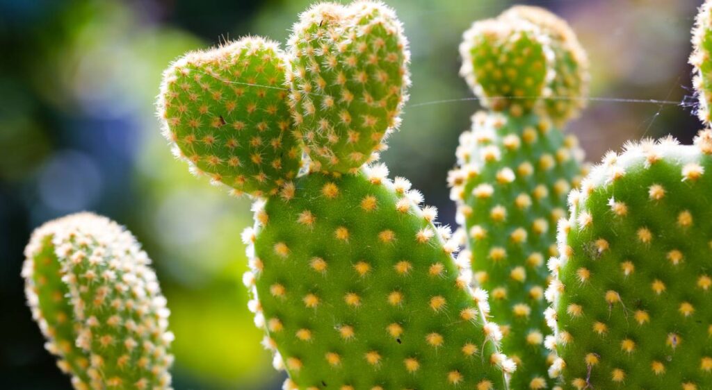 comment bouturer un cactus raquette