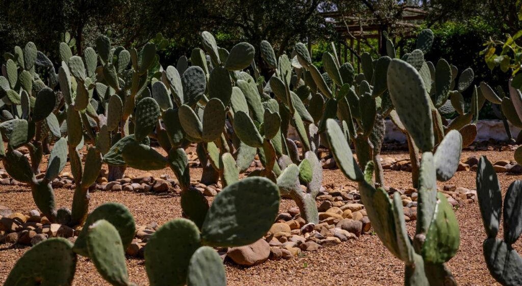 comment bouturer un cactus raquette