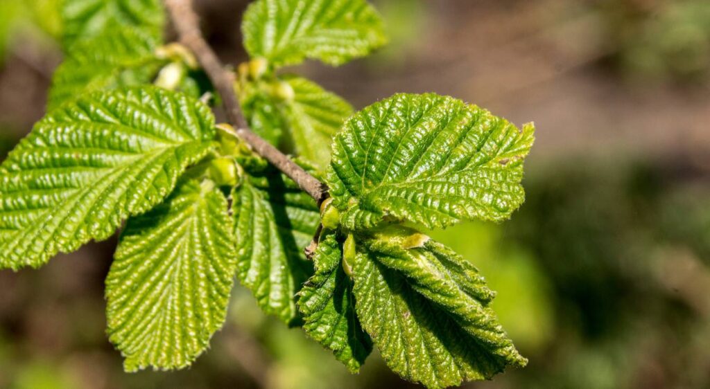 Corylus avellana feuilles