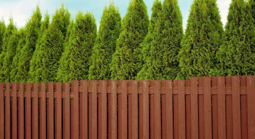 arbre brise vue qui pousse vite
