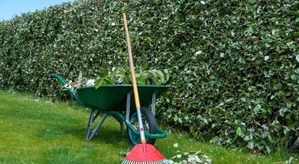 arbre persistant brise vue croissance rapide