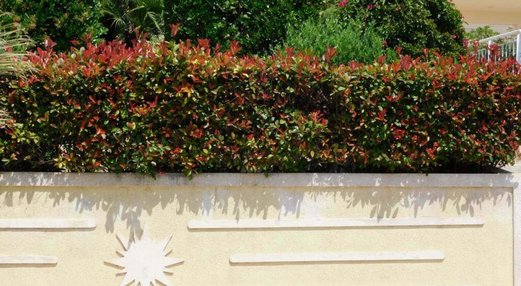 arbre brise vue pousse rapide