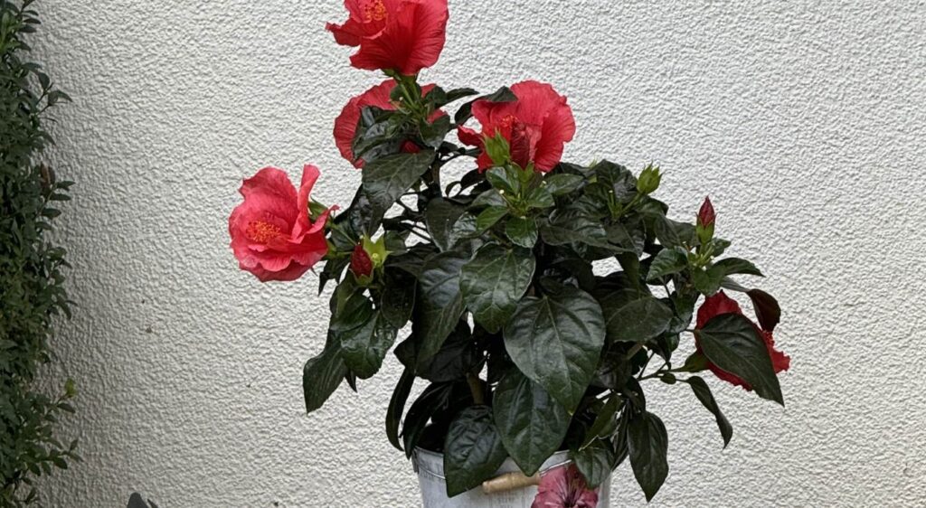 entretenir hibiscus​