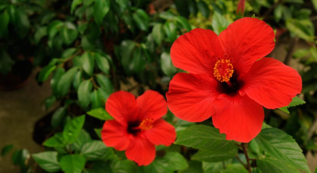 hibiscus​ entretenir