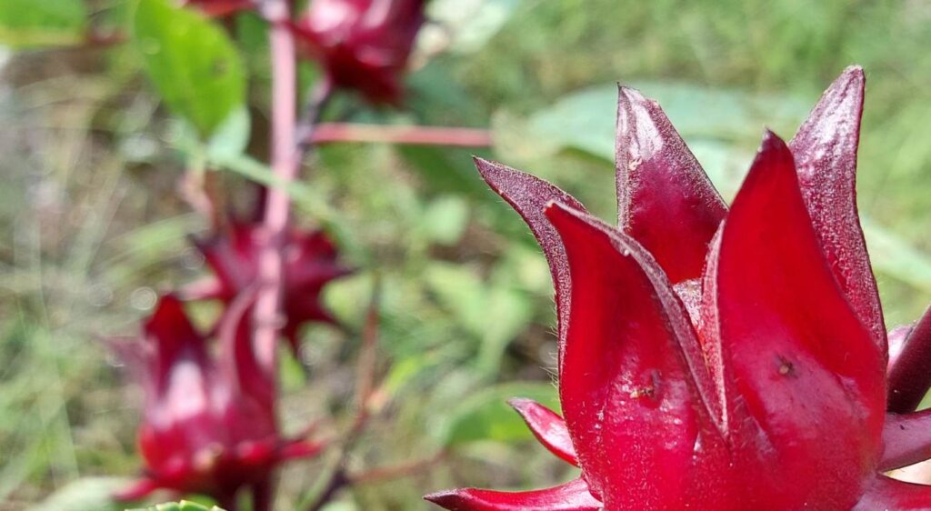 entretenir d'un hibiscus​