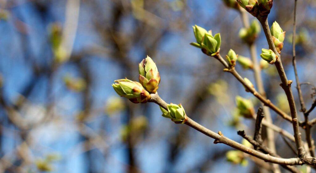 bourgeons de figuier