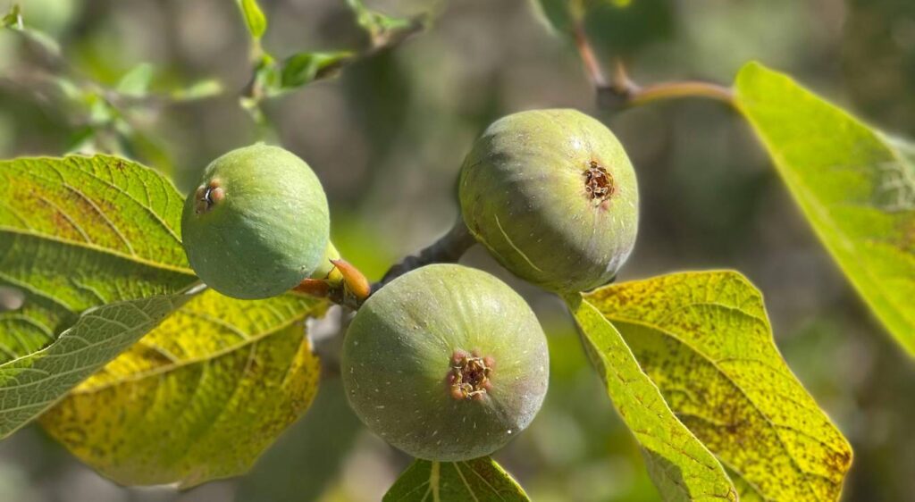 figues qui ne sont pas comestibles