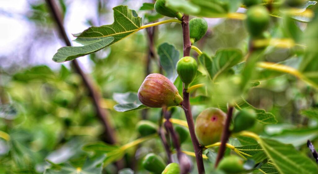 Figuier violette de bordeaux