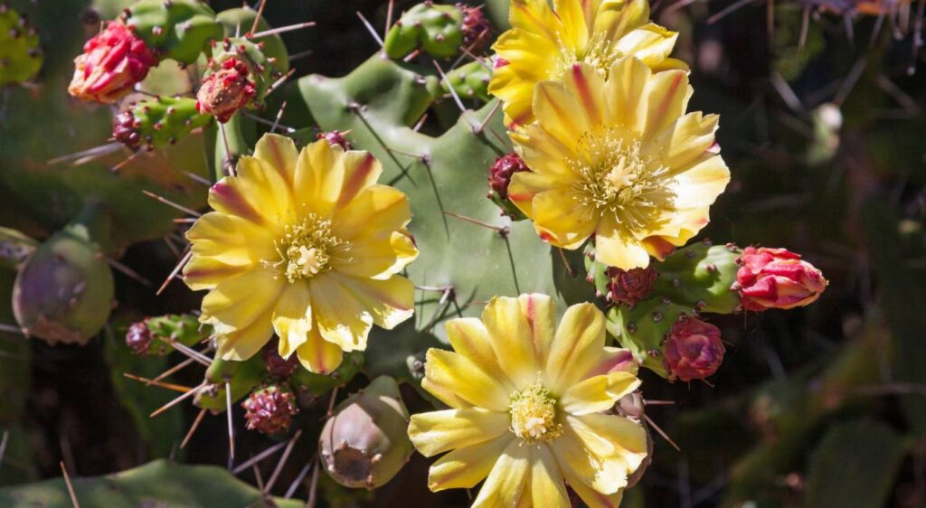 fleur du figuier de Barbarie