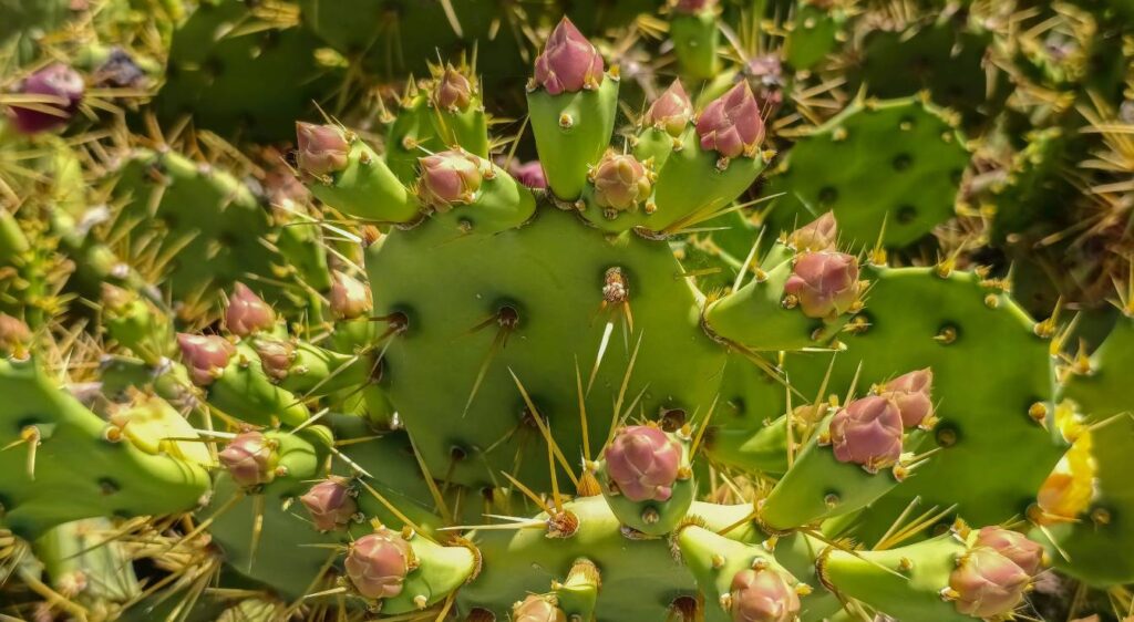 fleur du figuier de Barbarie