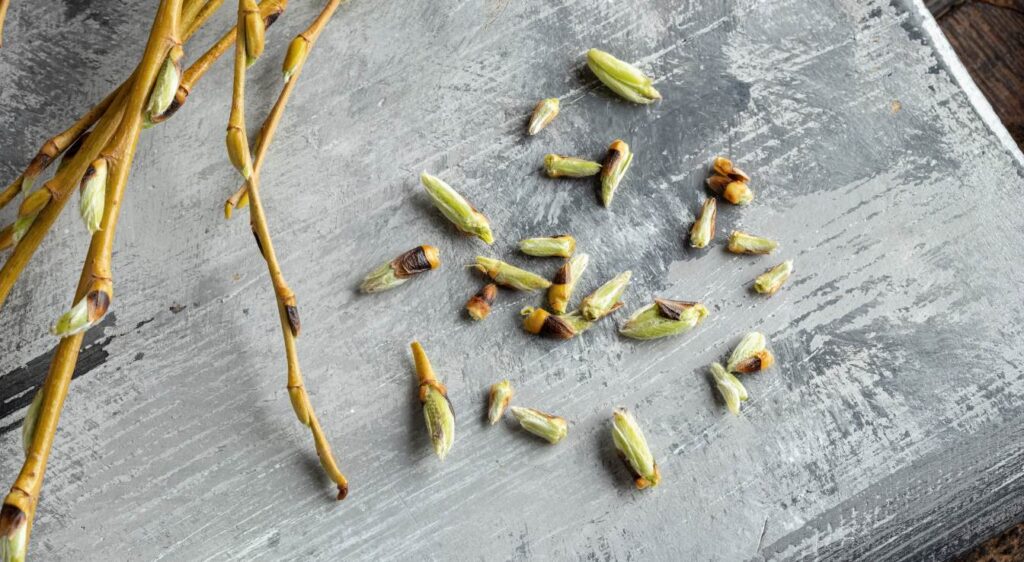 Contre-indications de la gemmothérapie