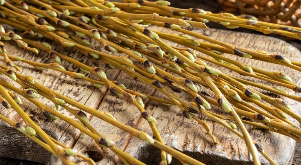 Contre-indications de la gemmothérapie