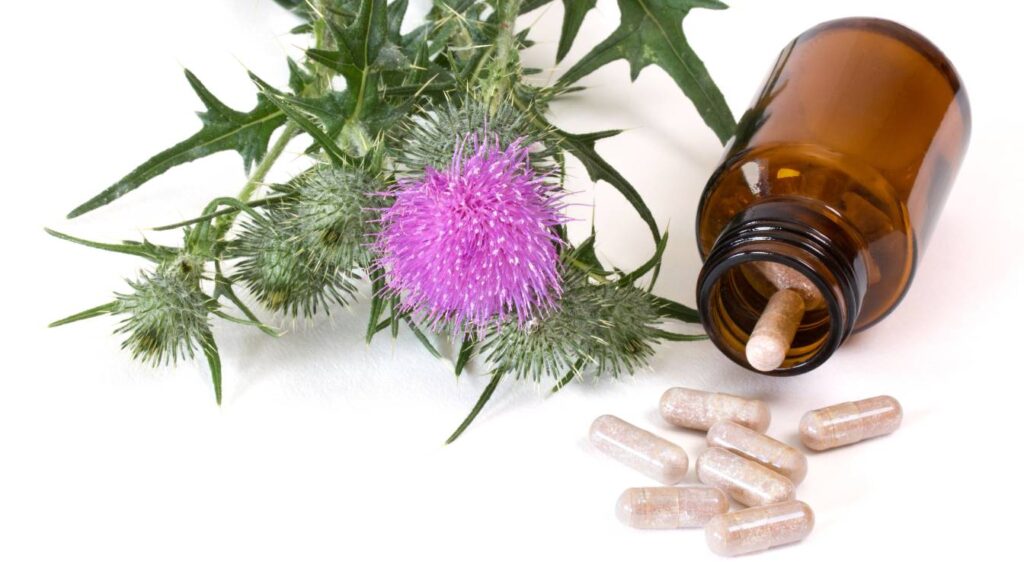 gélules de graines de chardon marie