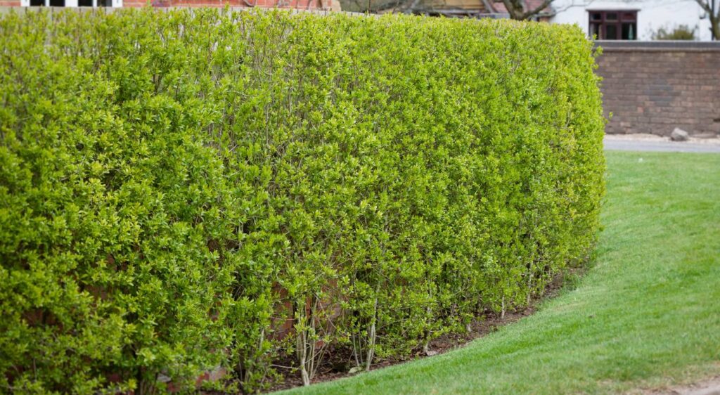 haie à croissance rapide