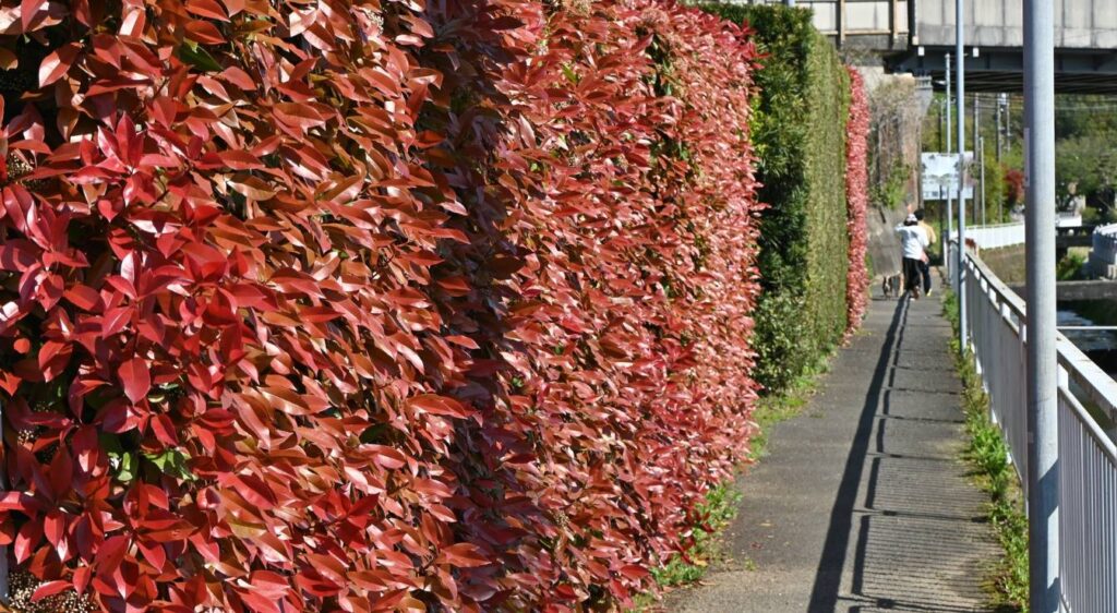 haie à croissance rapide