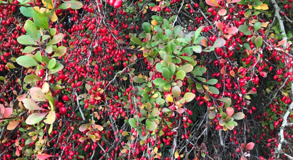 haie à croissance rapide