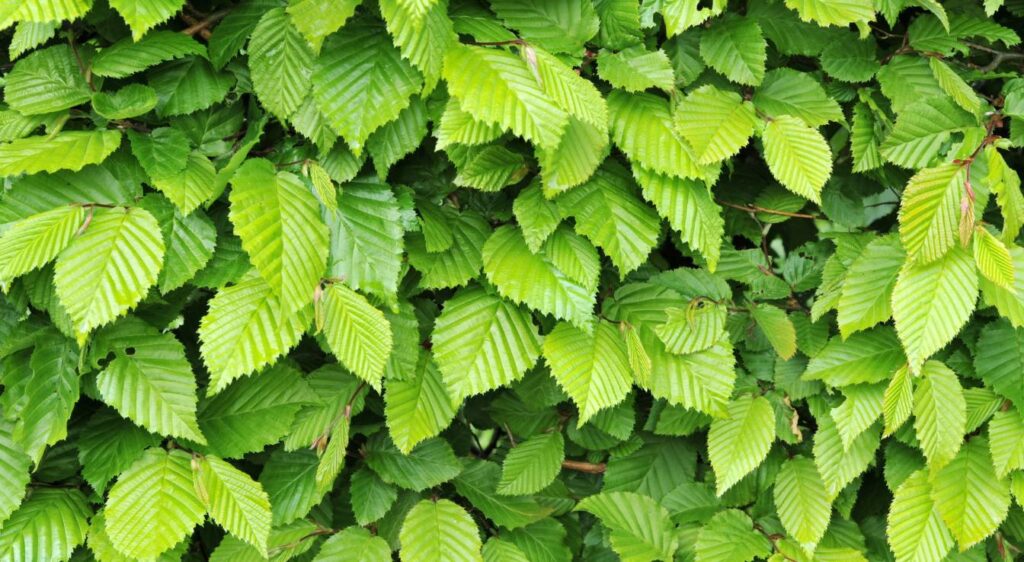 haie à feuilles caduques