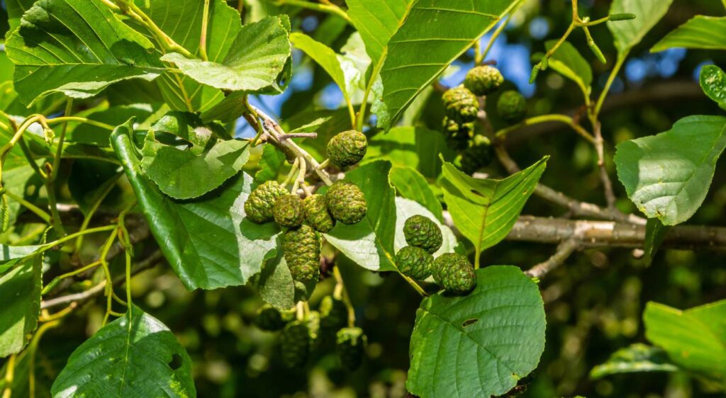 Alnus glutinosa