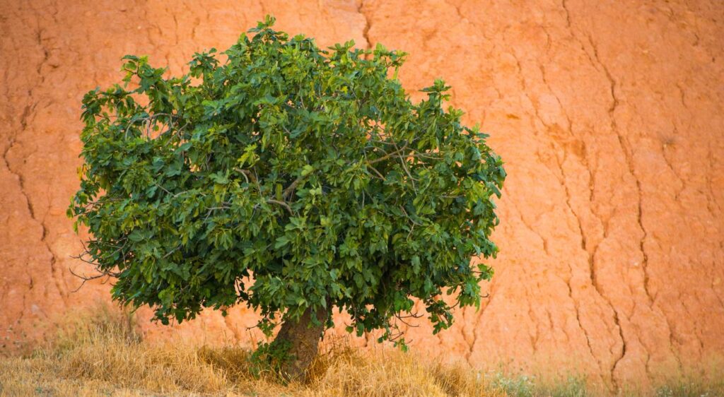 hauteur d'un figuier adulte