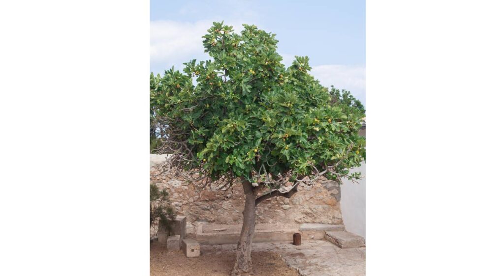 hauteur d'un figuier adulte