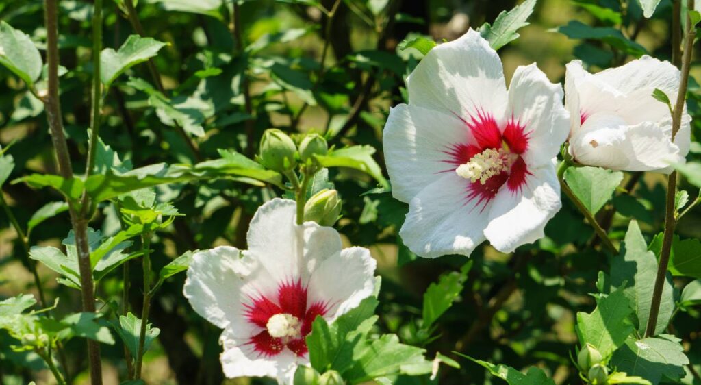 Hibiscus syriacus
